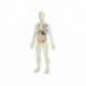 Juego Didactico a partir de 8 años Anatomia del cuerpo humano Miniland